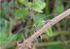Nematopogon sp.